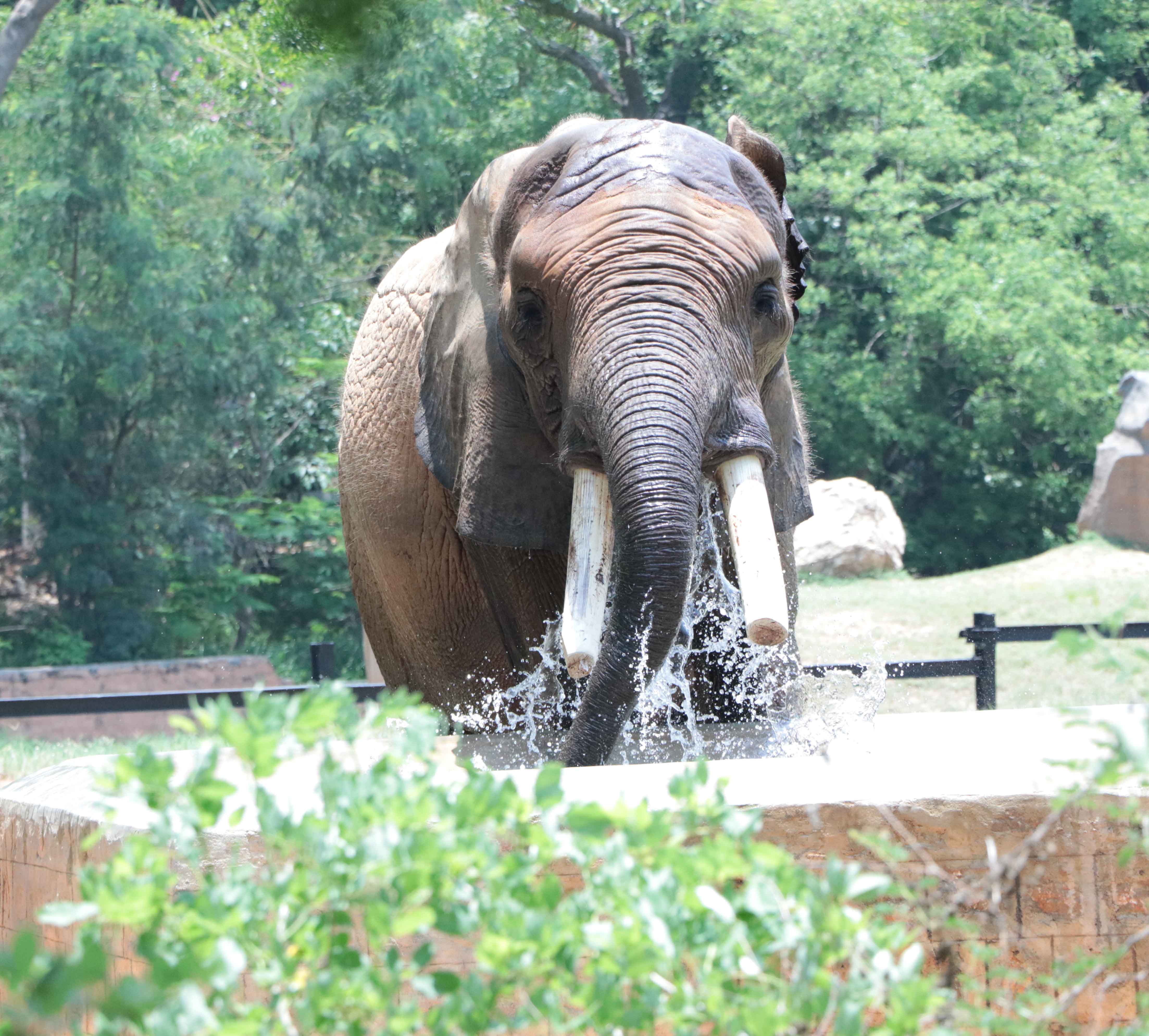 tourist places in mysore zoo